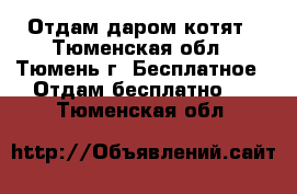 Отдам даром котят - Тюменская обл., Тюмень г. Бесплатное » Отдам бесплатно   . Тюменская обл.